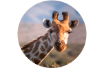 Araceli Paja